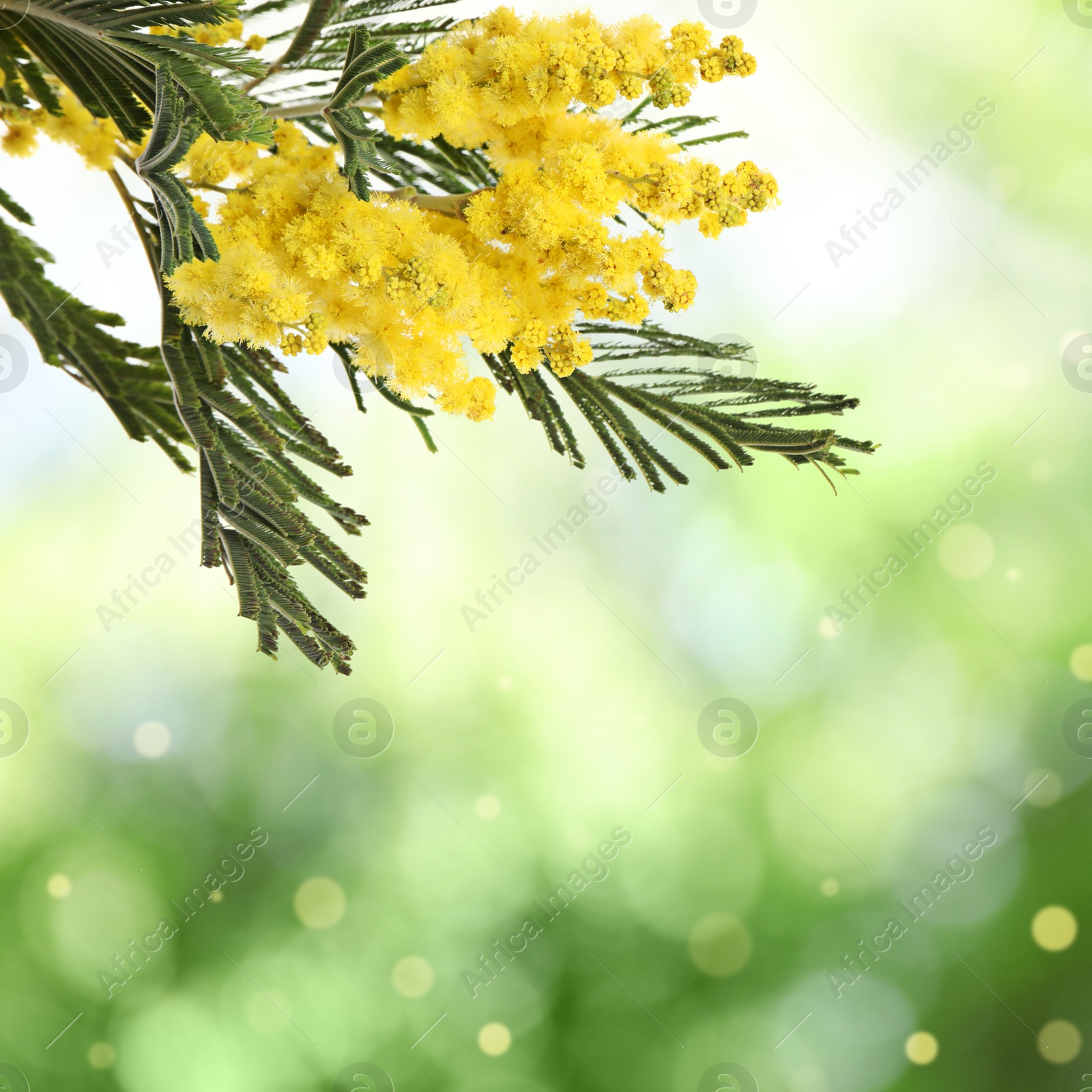 Image of Beautiful yellow mimosa flowers outdoors on sunny day. Bokeh effect