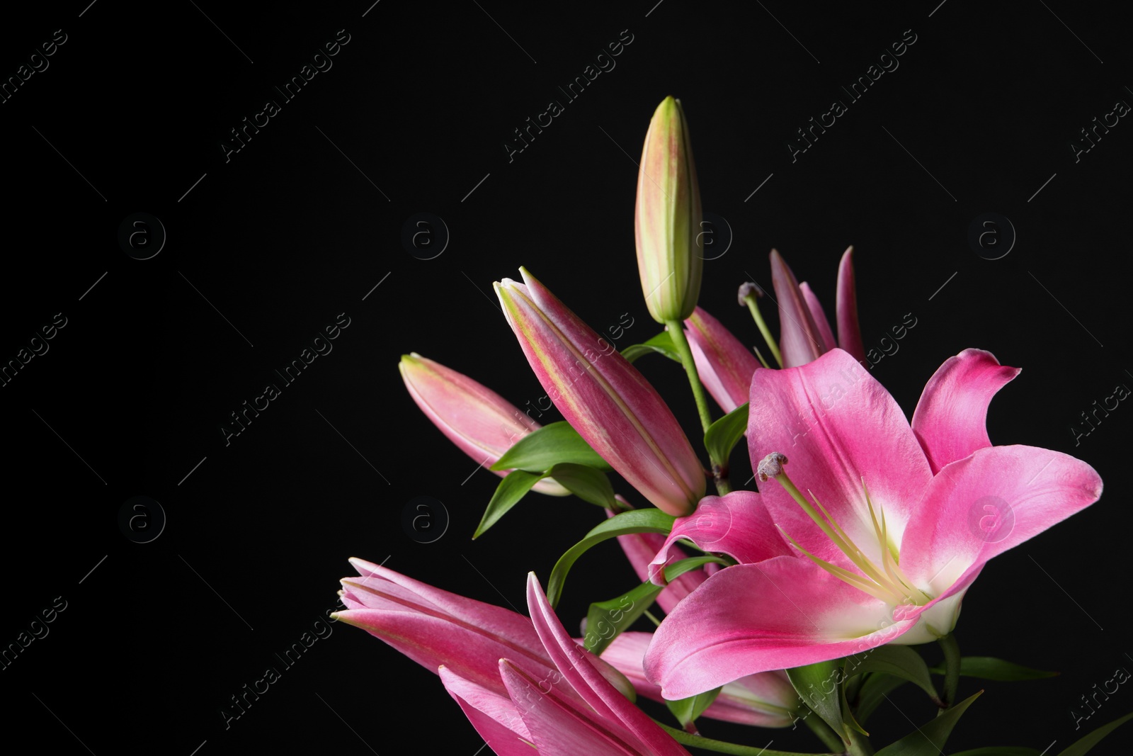 Photo of Beautiful pink lily flowers on black background, closeup. Space for text