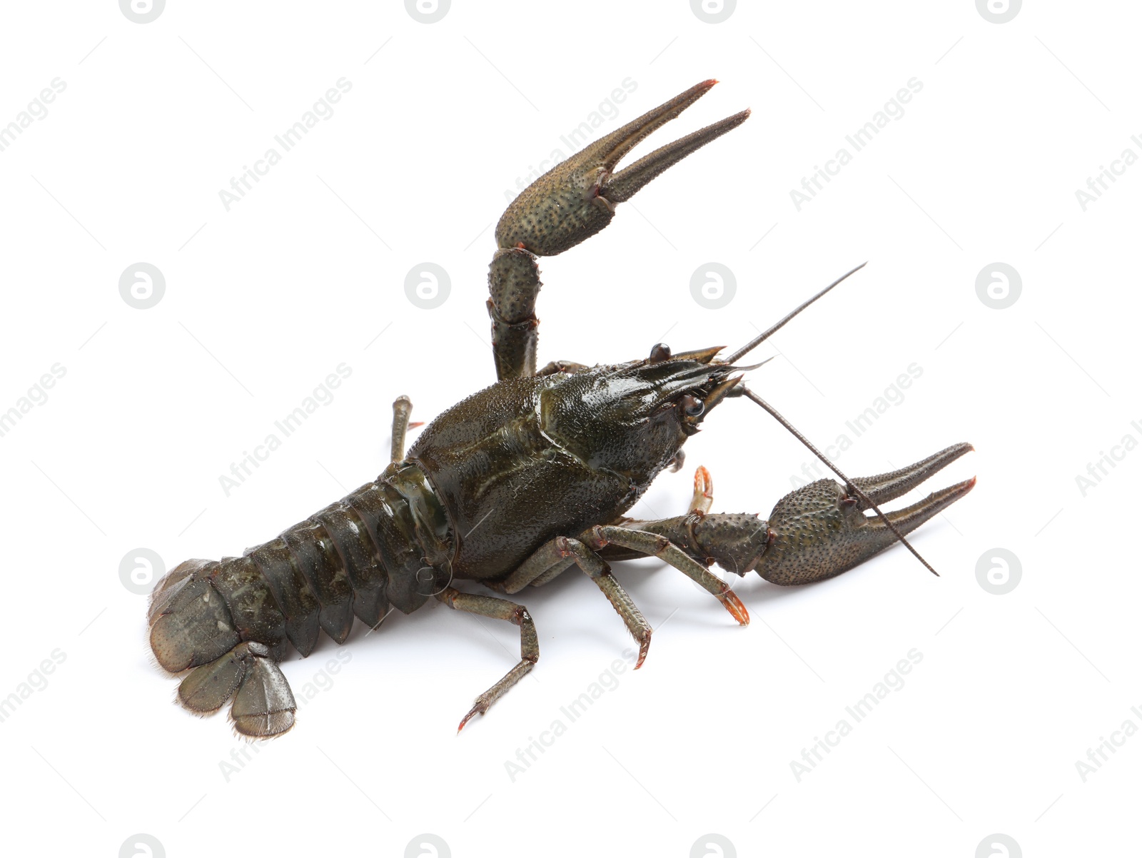 Photo of One fresh raw crayfish isolated on white