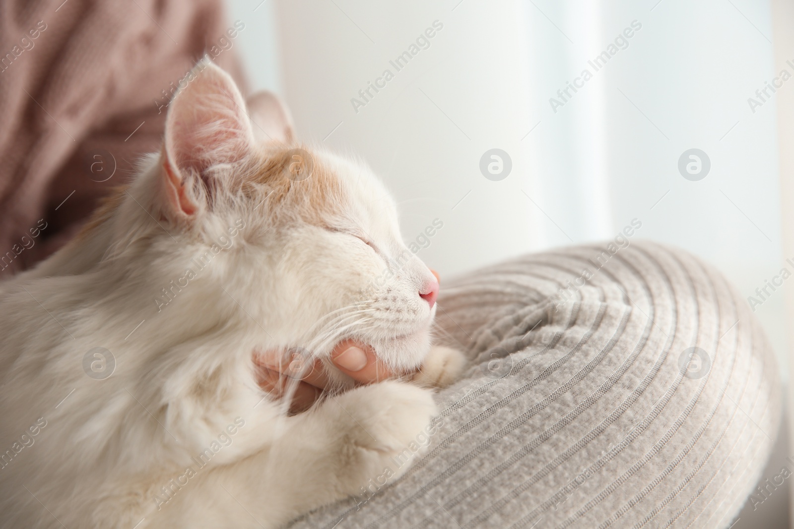 Photo of Woman with cute fluffy cat on light background, closeup