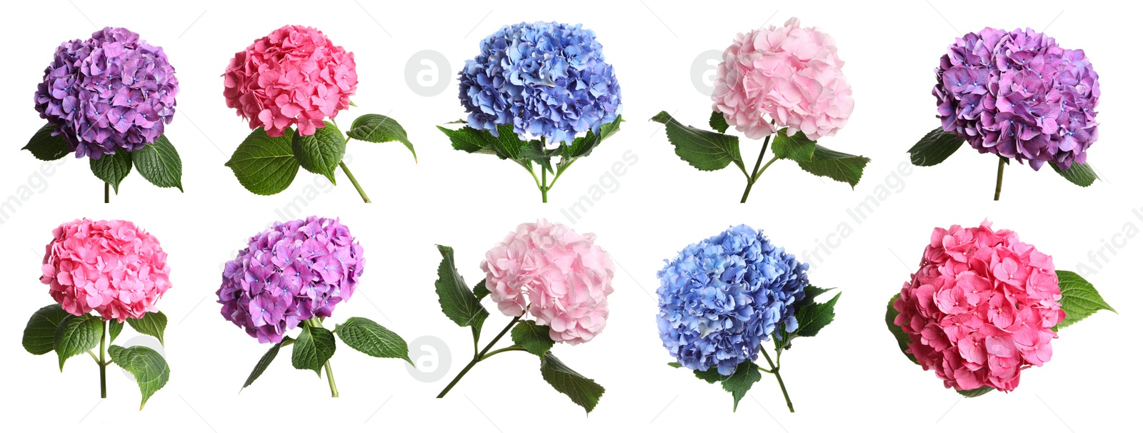 Image of Set with delicate beautiful hortensia flowers on white background. Banner design