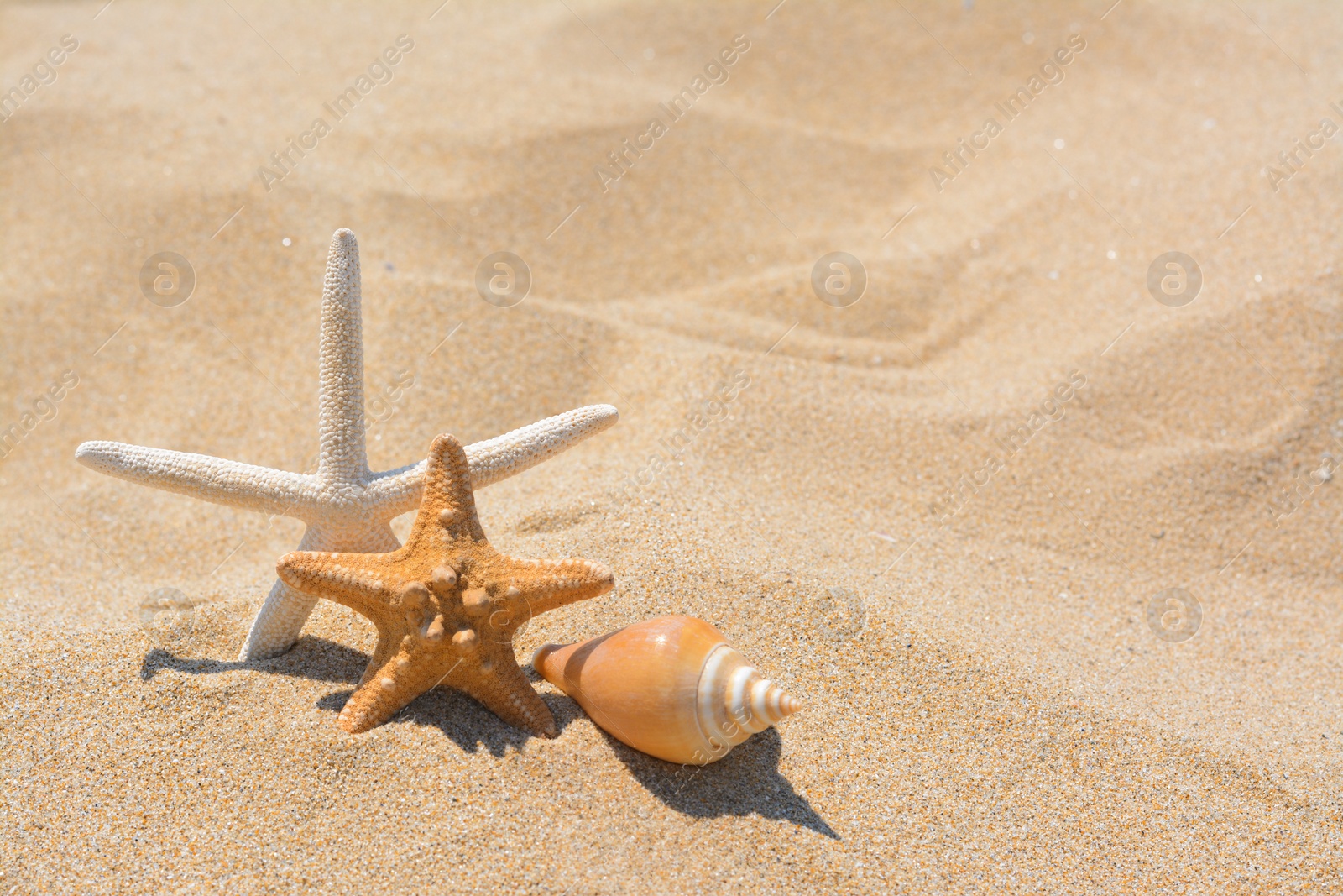 Photo of Beautiful starfishes and sea shell on sandy beach, space for text
