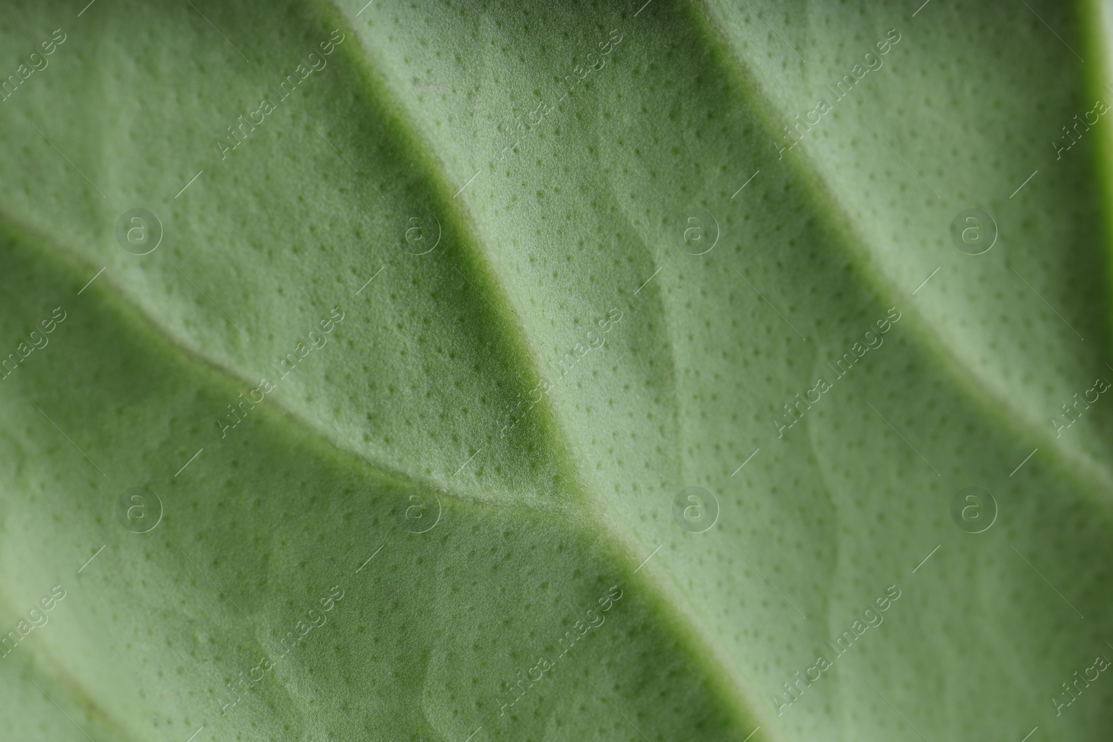 Photo of Macro photo of green leaf as background