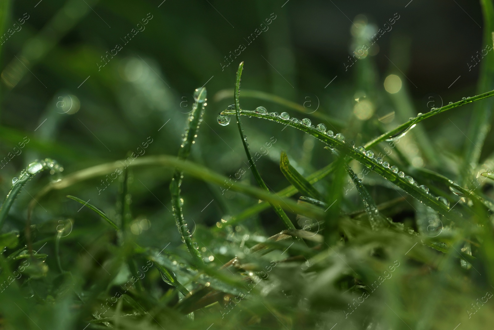 Photo of Green grass with morning dew outdoors, closeup