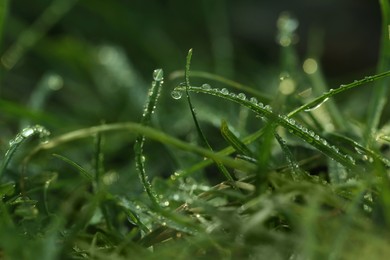 Photo of Green grass with morning dew outdoors, closeup