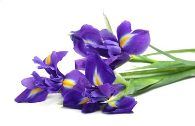 Photo of Beautiful violet iris flowers isolated on white