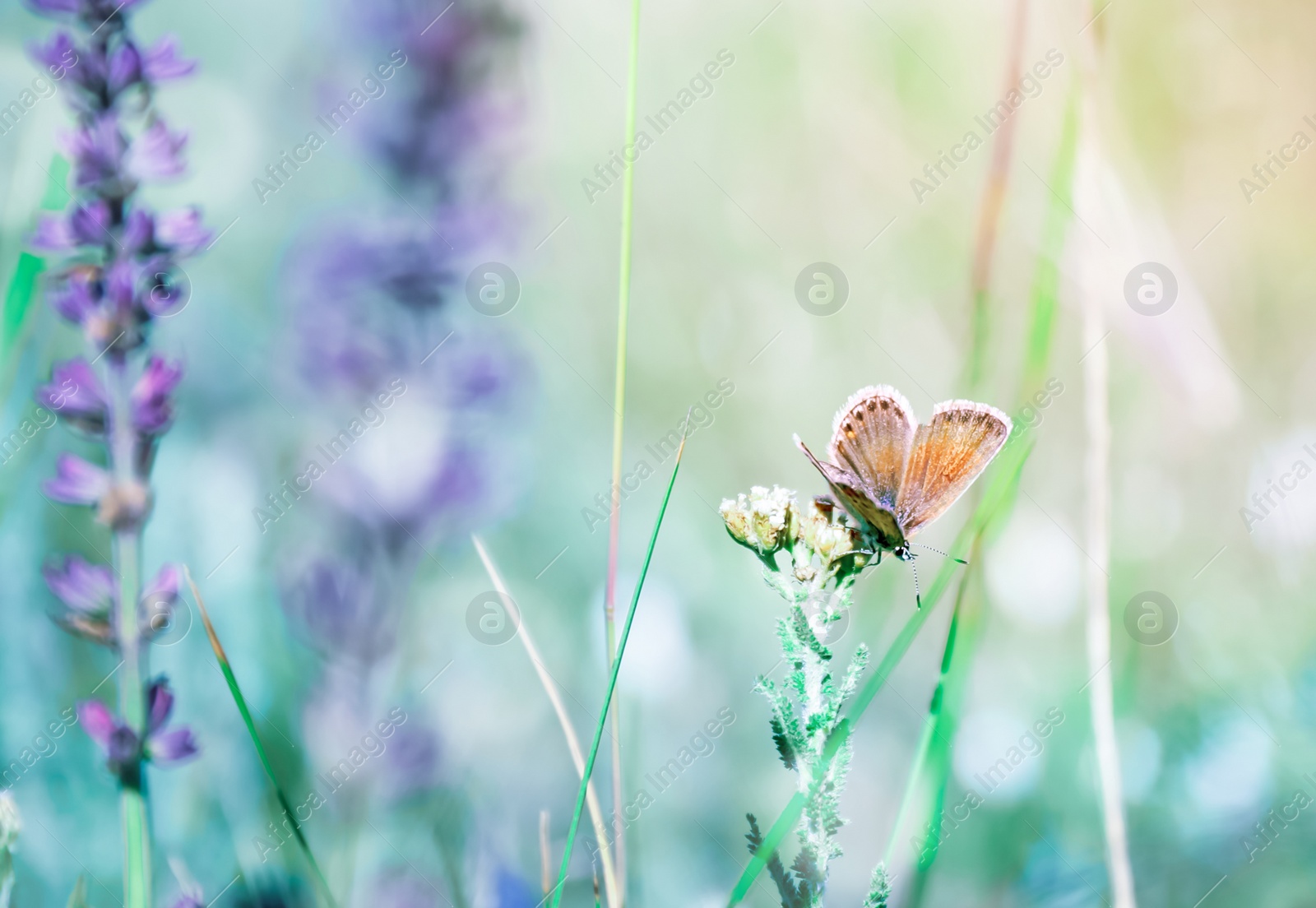 Photo of Beautiful Adonis blue butterfly on plant in field, closeup