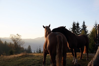 Photo of Beautiful view of horses near wooden fence in mountains