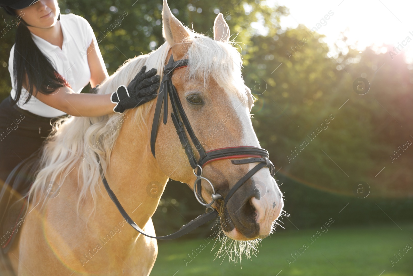 Photo of Young woman in equestrian suit riding horse outdoors on sunny day, closeup. Beautiful pet
