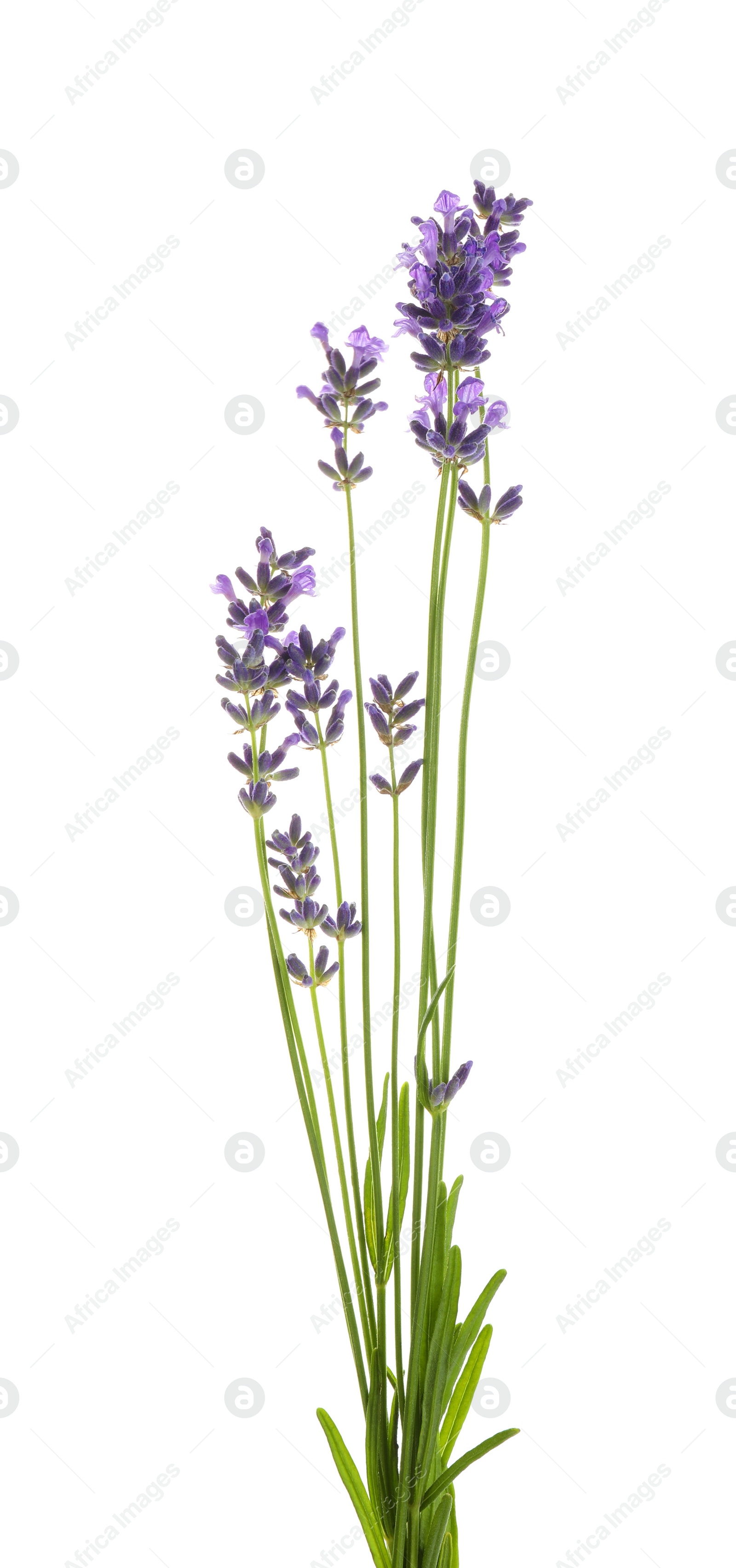 Photo of Beautiful fresh lavender flowers isolated on white