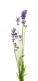 Photo of Beautiful fresh lavender flowers isolated on white