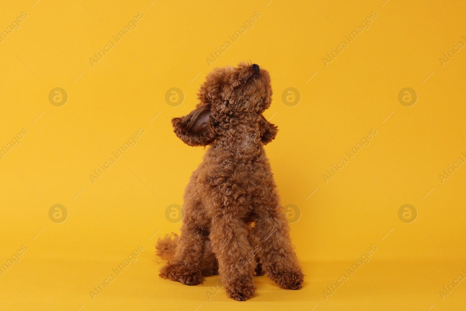 Photo of Cute Maltipoo dog on orange background. Lovely pet