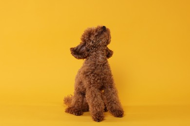 Photo of Cute Maltipoo dog on orange background. Lovely pet