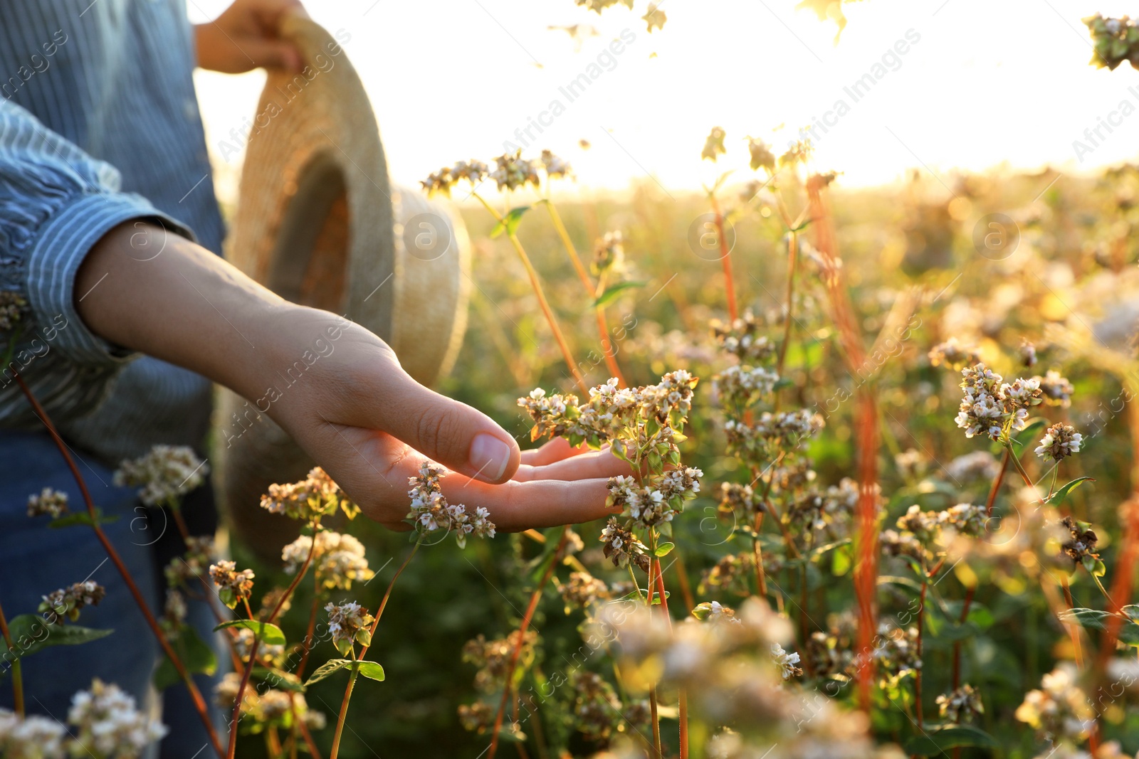 Photo of Woman in beautiful blossoming buckwheat field, closeup