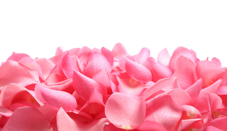 Photo of Pile of fresh pink rose petals on white background