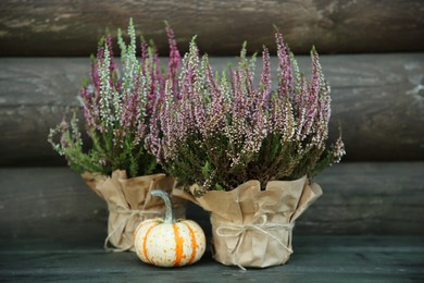 Beautiful heather flowers in pots and pumpkin on table near wooden wall