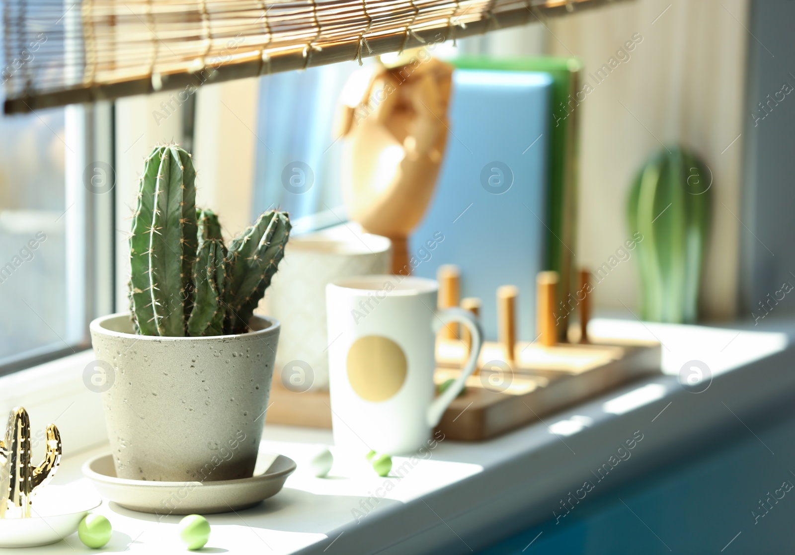 Photo of Green cactus in pot on window sill indoors. Stylish interior