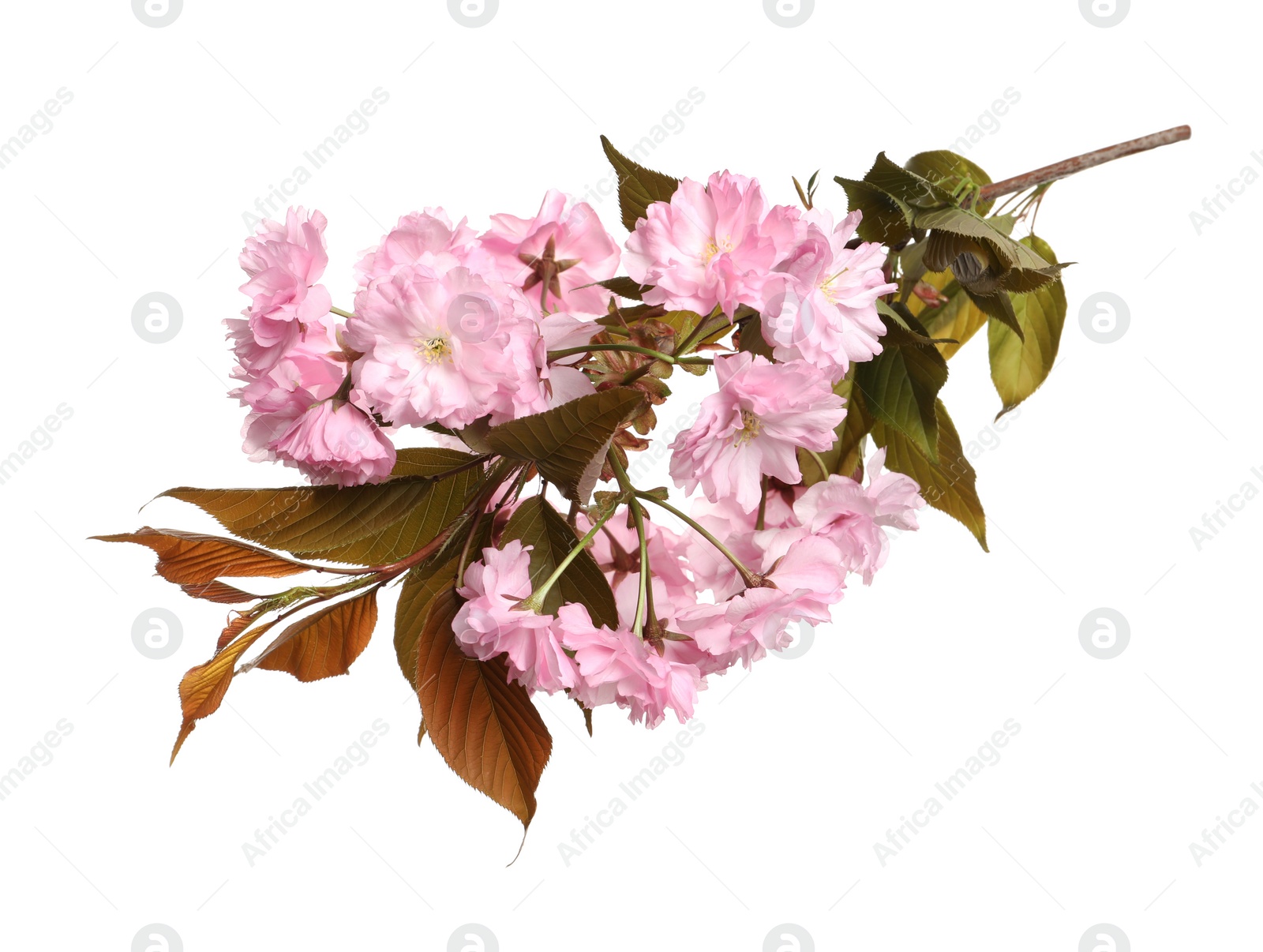 Photo of Beautiful sakura tree branch with pink flowers isolated on white