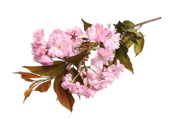 Beautiful sakura tree branch with pink flowers isolated on white