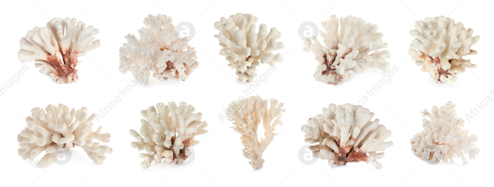 Image of Set with beautiful corals on white background. Banner design 