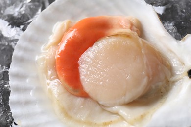 Photo of Fresh raw scallop in shell on ice cubes, top view