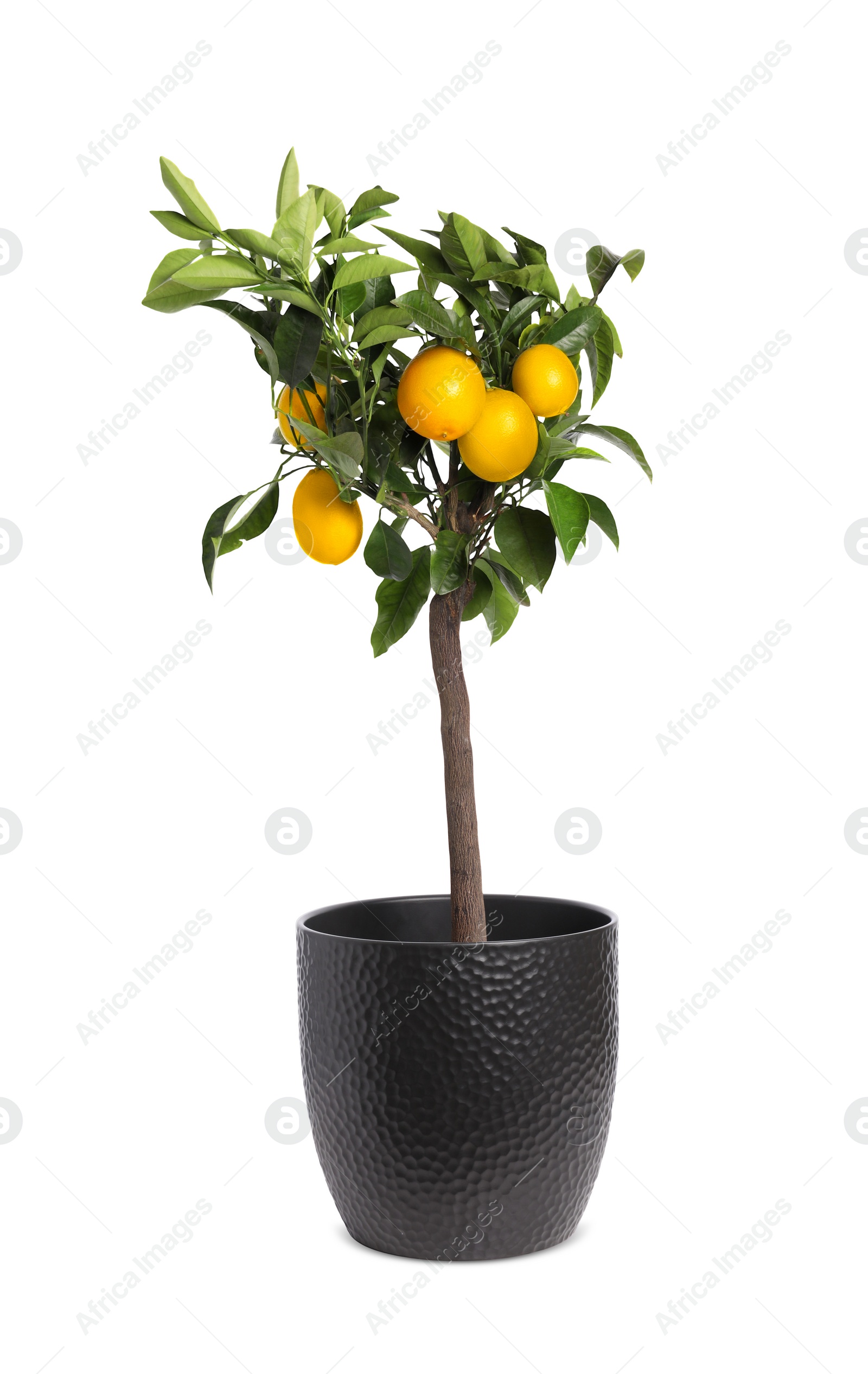 Photo of Lemon tree with ripe fruits in pot on white background