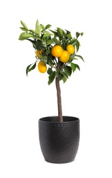 Photo of Lemon tree with ripe fruits in pot on white background