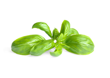 Fresh green basil leaves isolated on white