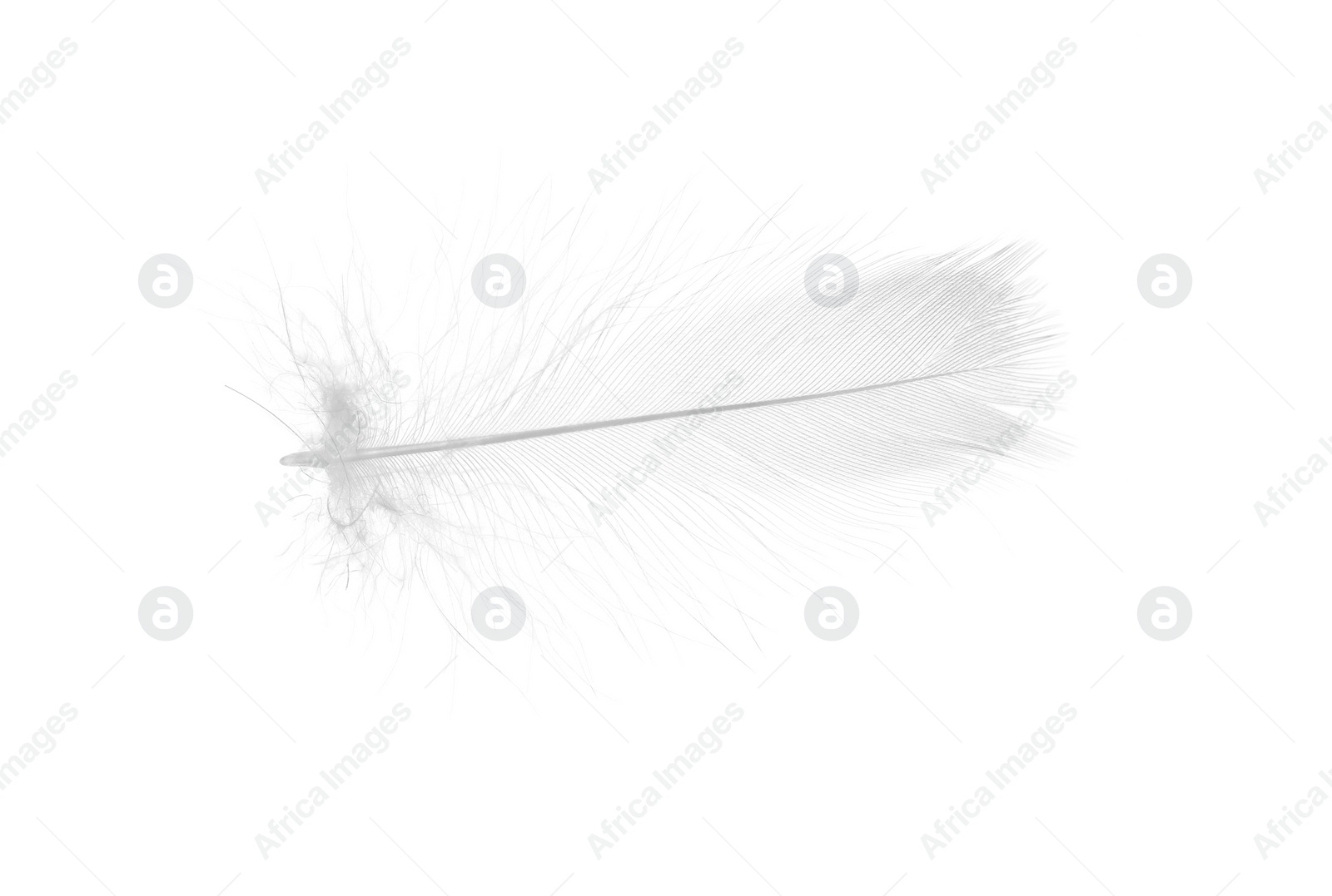 Photo of Beautiful fluffy bird feather isolated on white