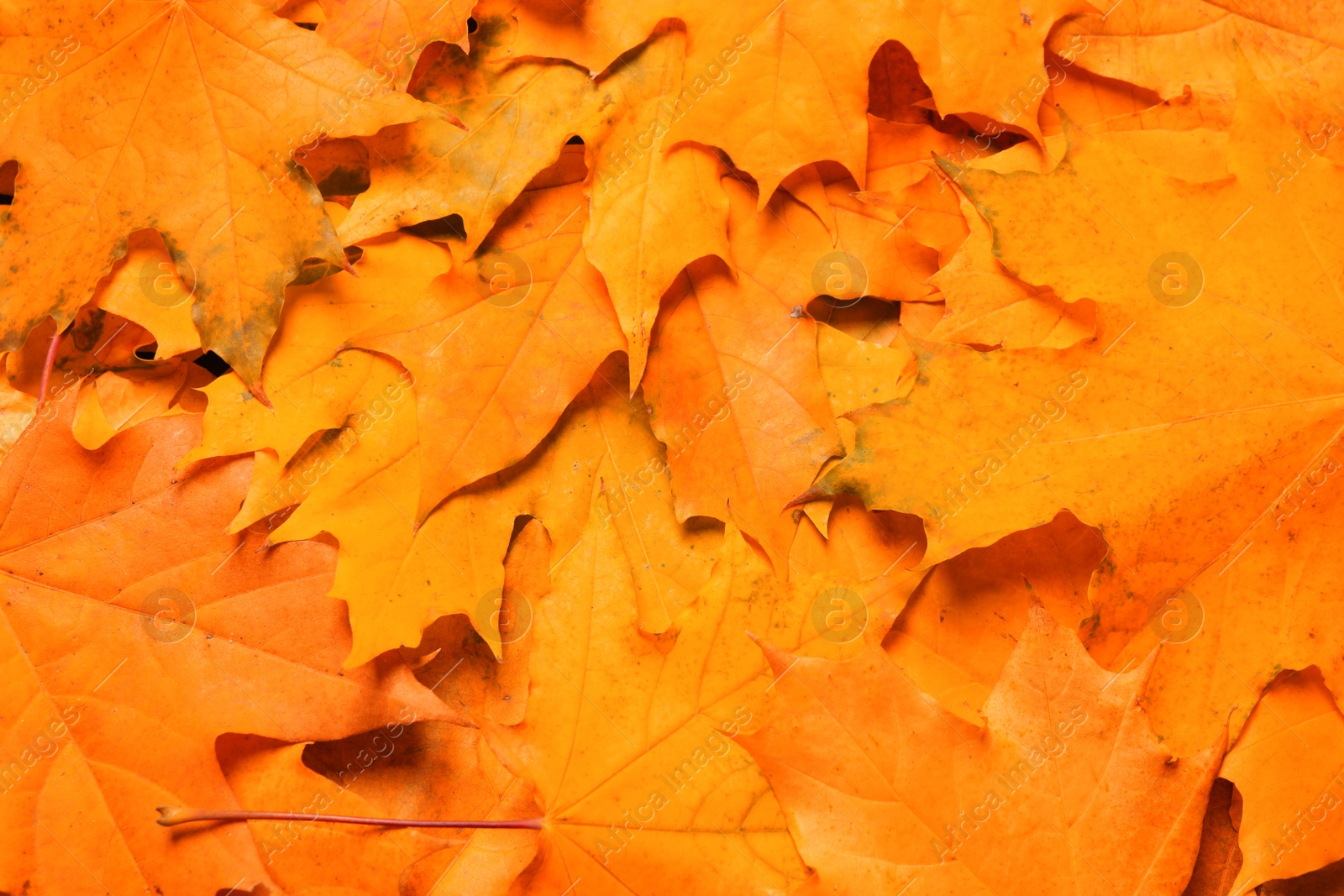 Image of Beautiful orange autumn leaves as background, top view