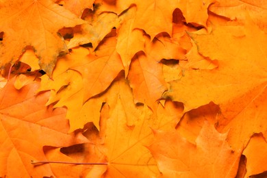 Beautiful orange autumn leaves as background, top view