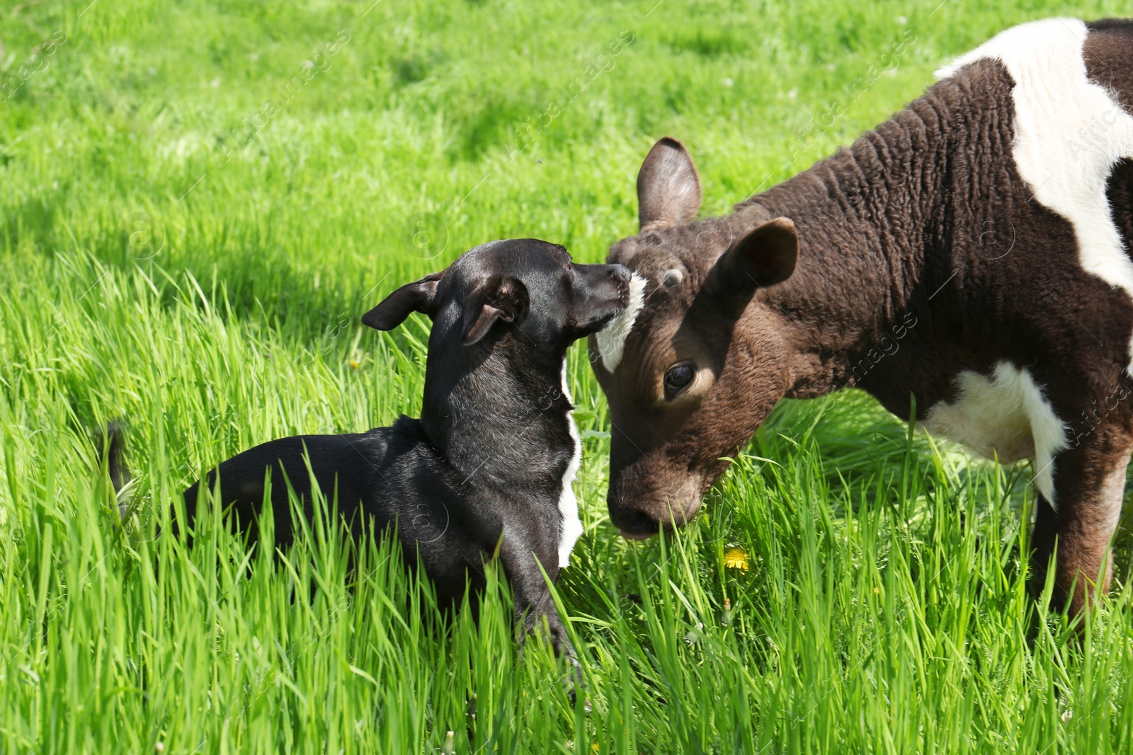 Photo of Dog and young calf on green grass outdoors