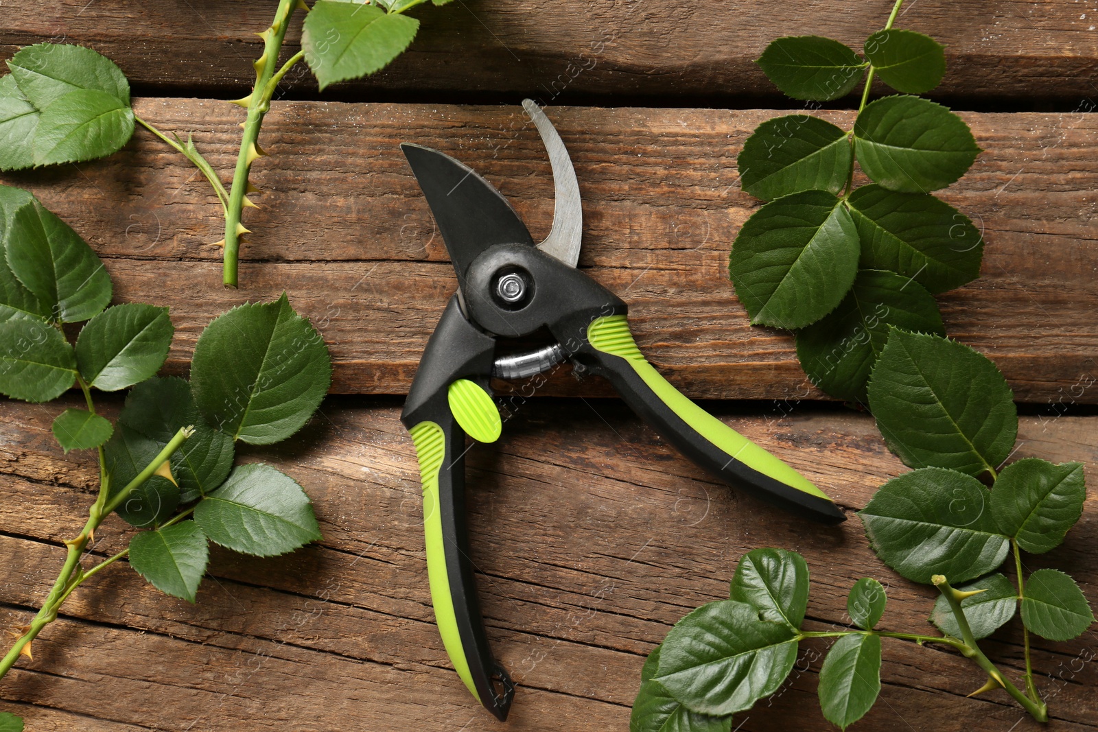 Photo of Secateur with rose stems on wooden table, flat lay