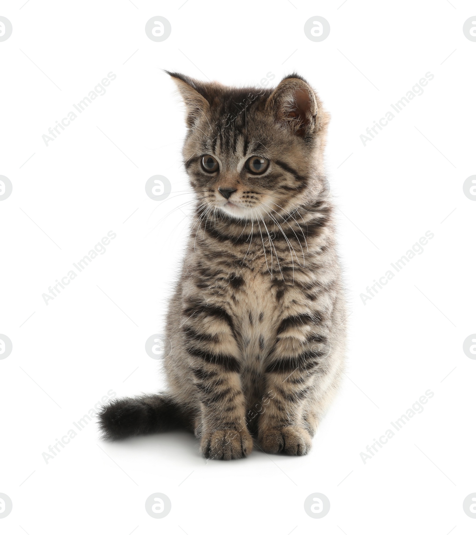 Photo of Cute tabby kitten on white background. Baby animal