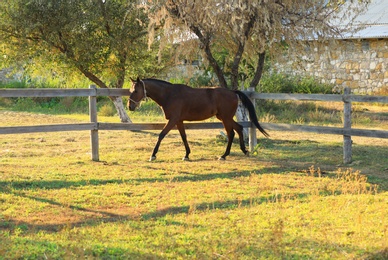 Photo of Chestnut horse outdoors on sunny day. Beautiful pet