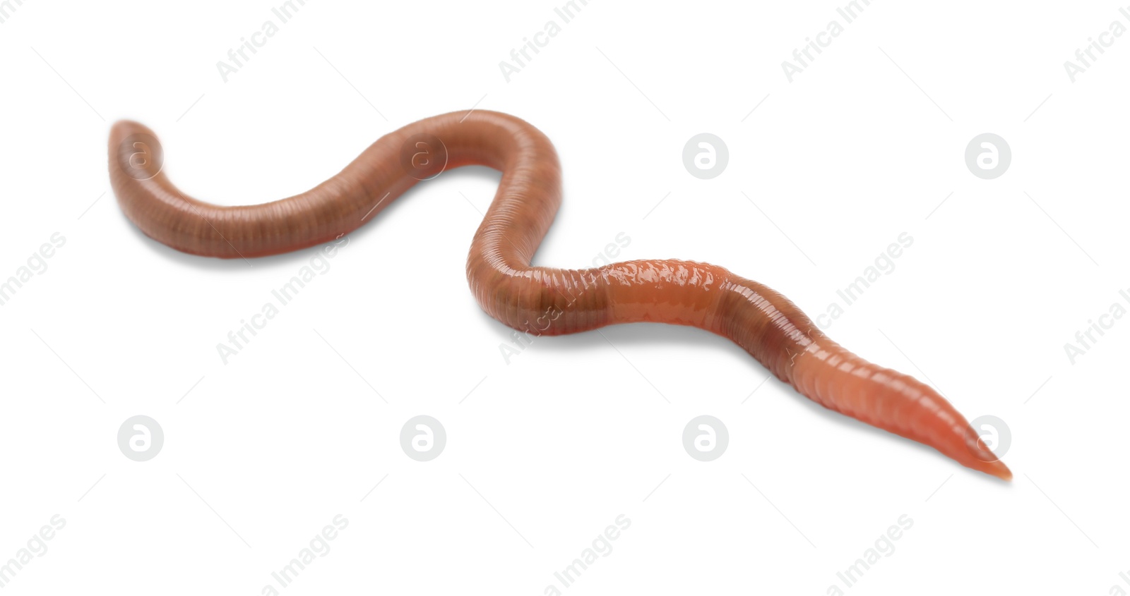 Photo of One earthworm isolated on white. Terrestrial invertebrates