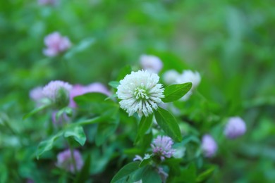 Beautiful white clover flower on blurred background, closeup