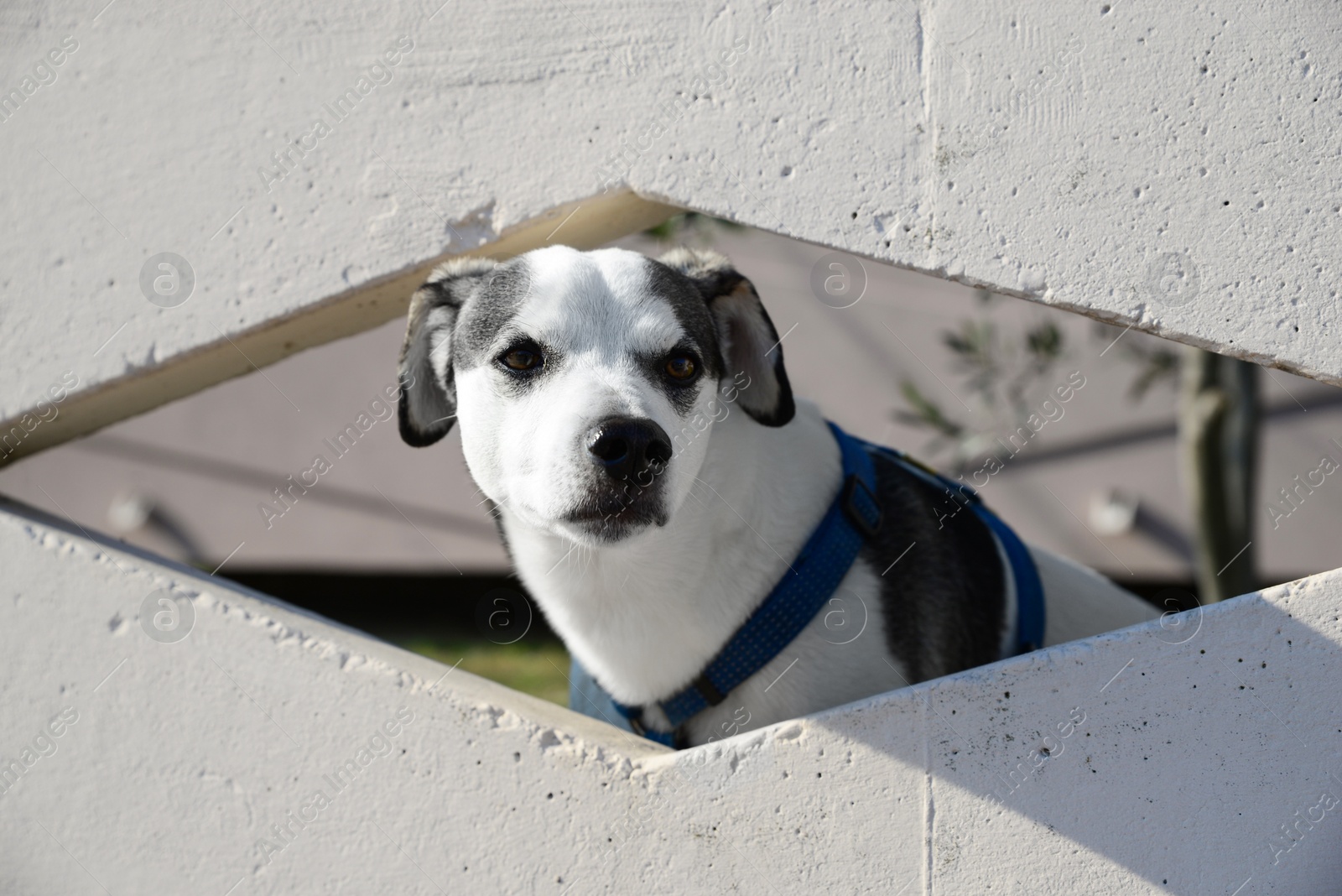 Photo of Adorable dog peeking out of hole in concrete fence outdoors