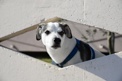 Adorable dog peeking out of hole in concrete fence outdoors