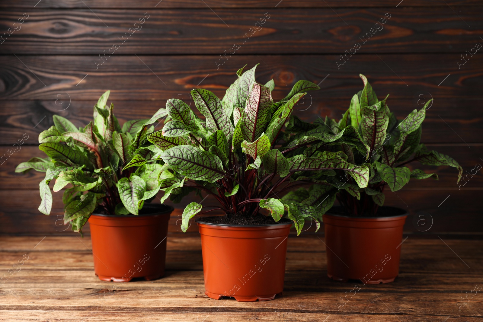 Photo of Sorrel plants in pots on wooden table