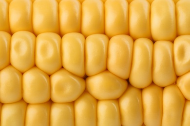 Photo of Ripe raw corn cob as background, closeup