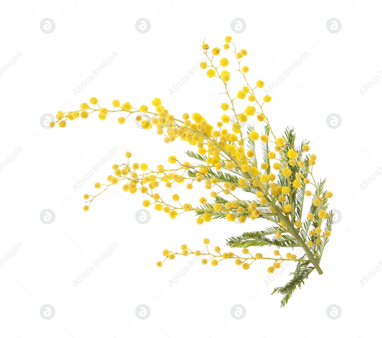 Photo of Beautiful mimosa plant with yellow flowers on white background