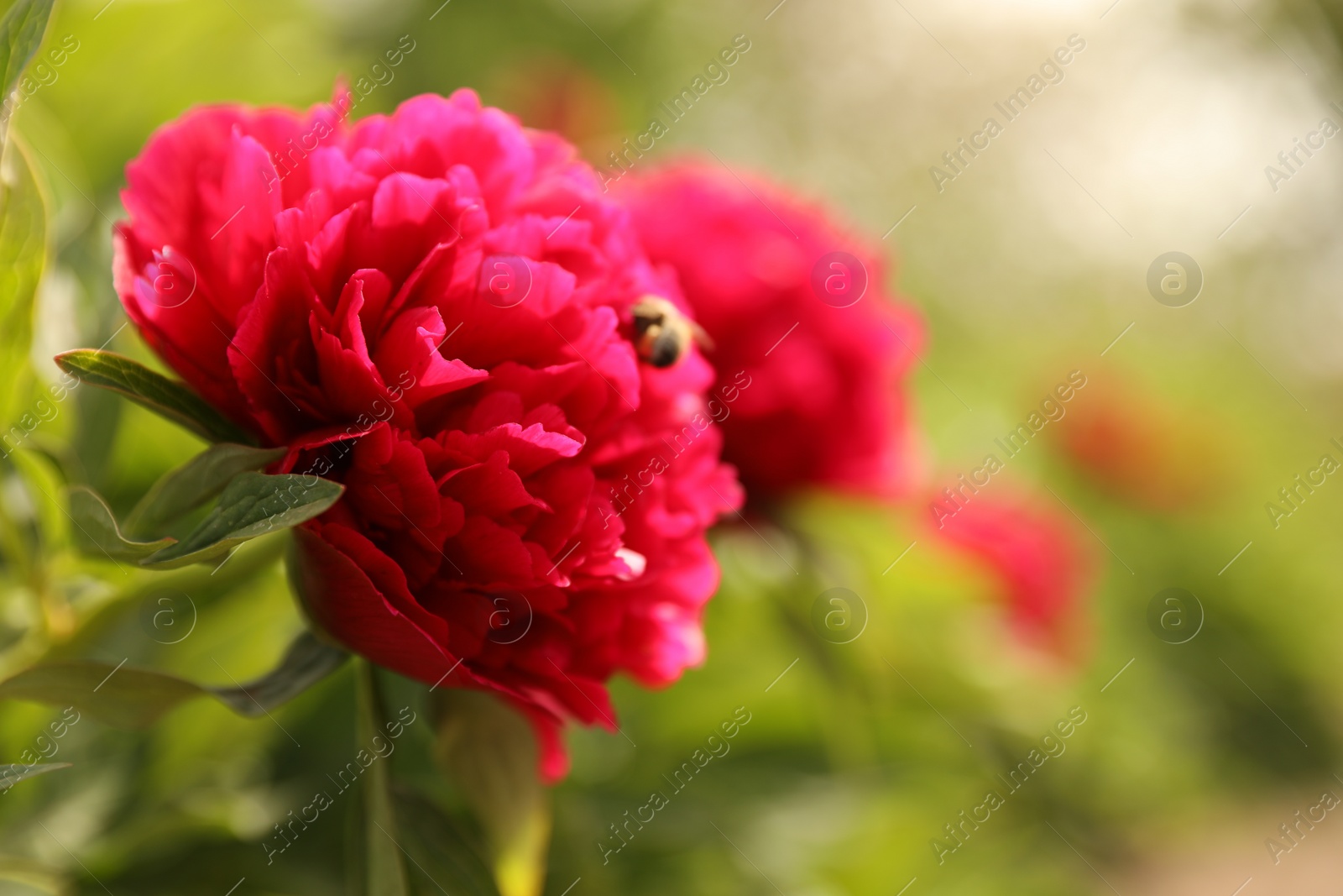 Photo of Beautiful red peony outdoors on spring day, closeup