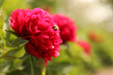 Photo of Beautiful red peony outdoors on spring day, closeup