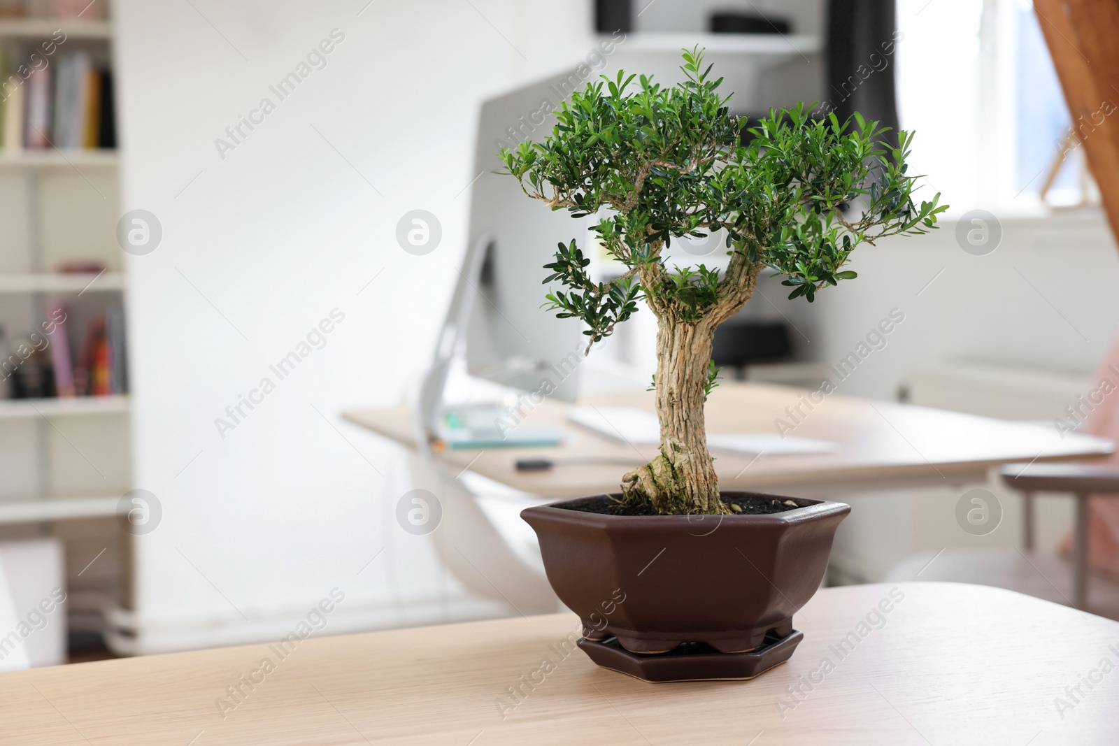 Photo of Beautiful bonsai tree in pot on wooden table indoors, space for text