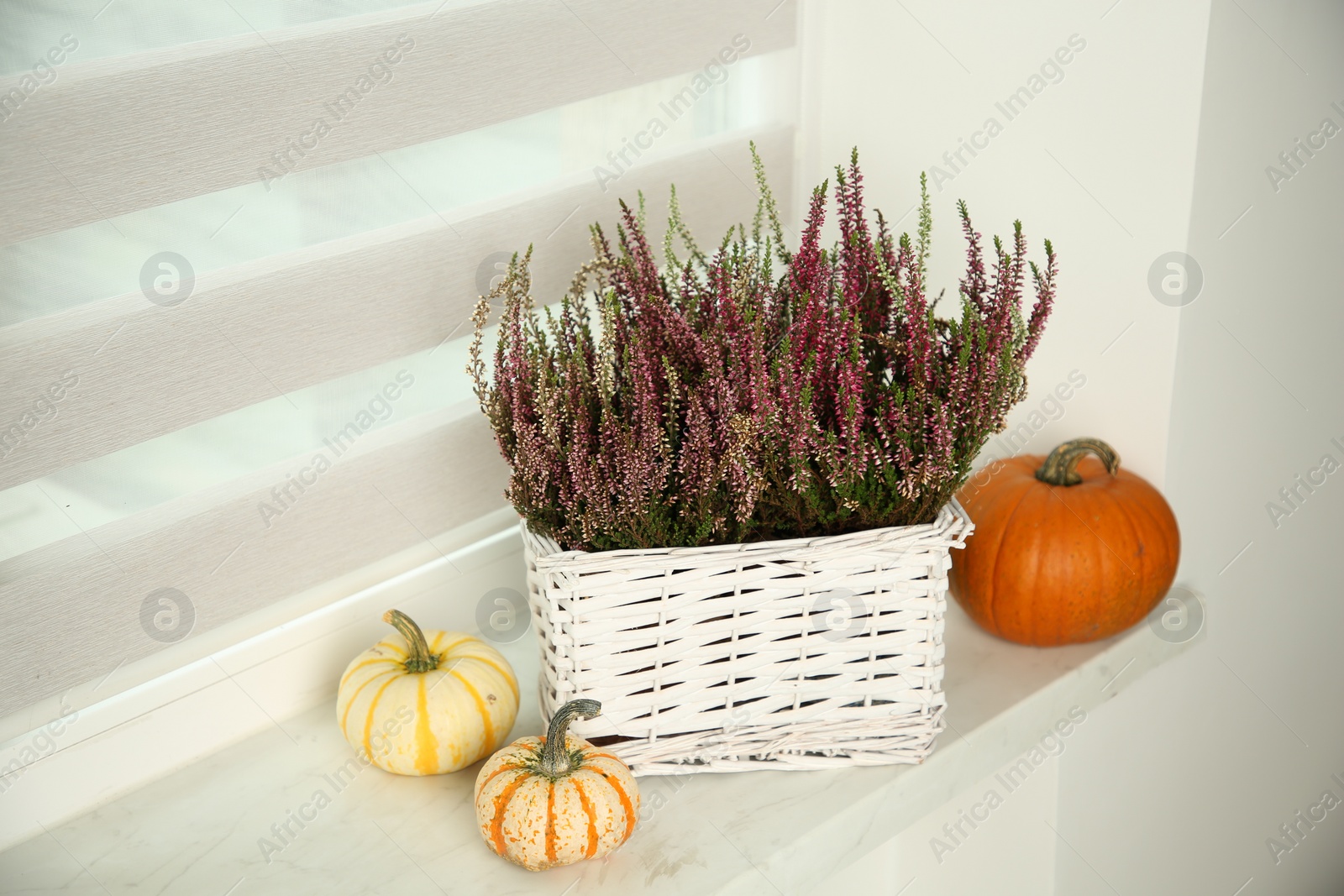 Photo of Beautiful heather flowers in basket and pumpkins on windowsill indoors