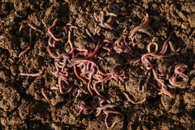 Photo of Many earthworms on wet soil, top view