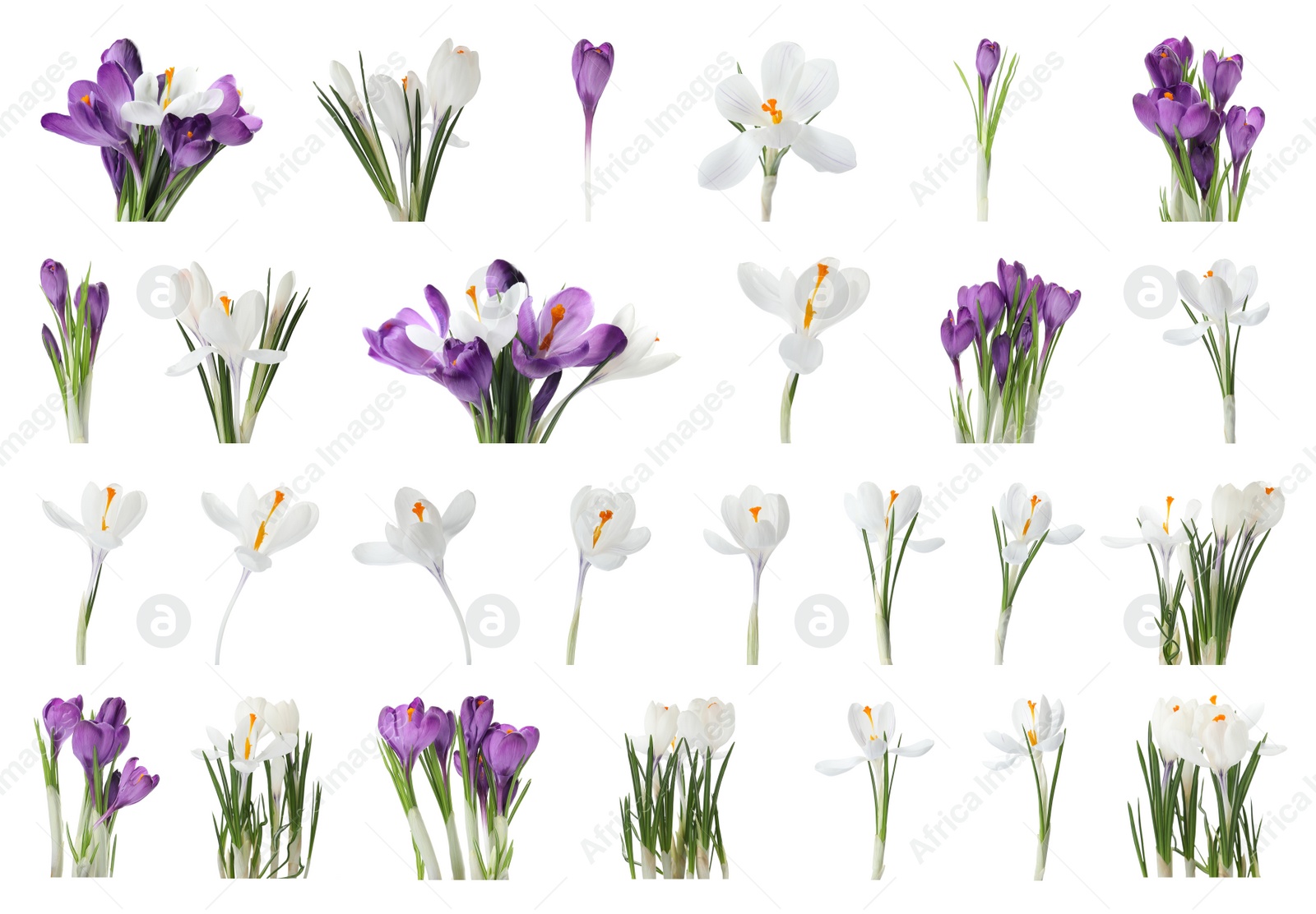 Image of Set of beautiful crocuses on white background. Spring flowers