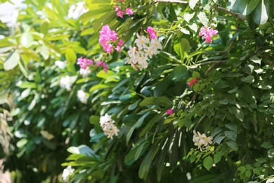 Plants with beautiful flowers at tropical resort on sunny day