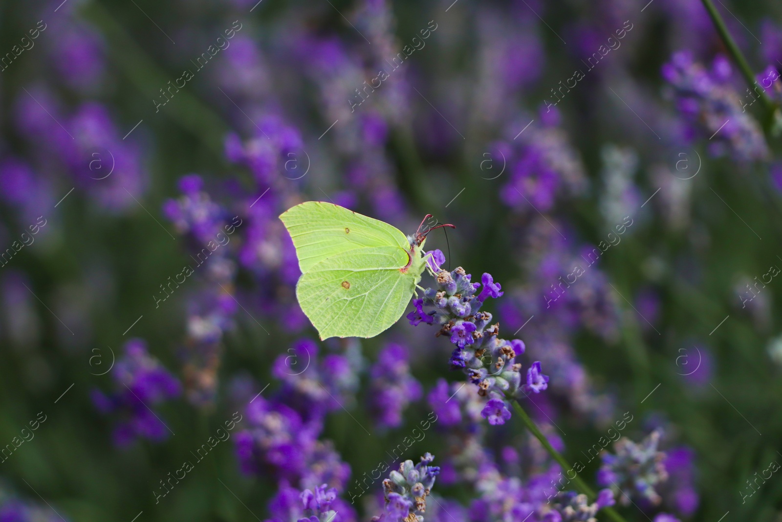 Photo of Beautiful butterfly in lavender field on summer day, closeup